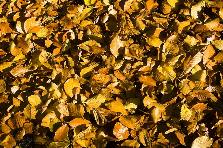 dekblaetter, beech, ground, forest, wallpaper, background restoration HD wallpaper