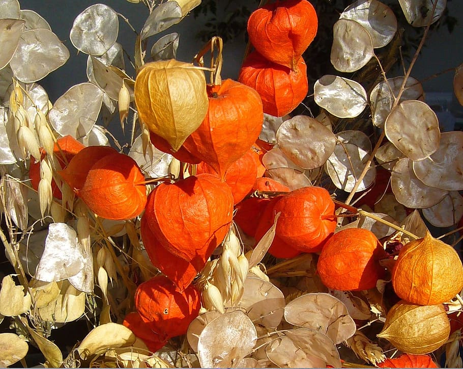physalis plant, honesty, autumn, fall, arrangement, decoration HD wallpaper