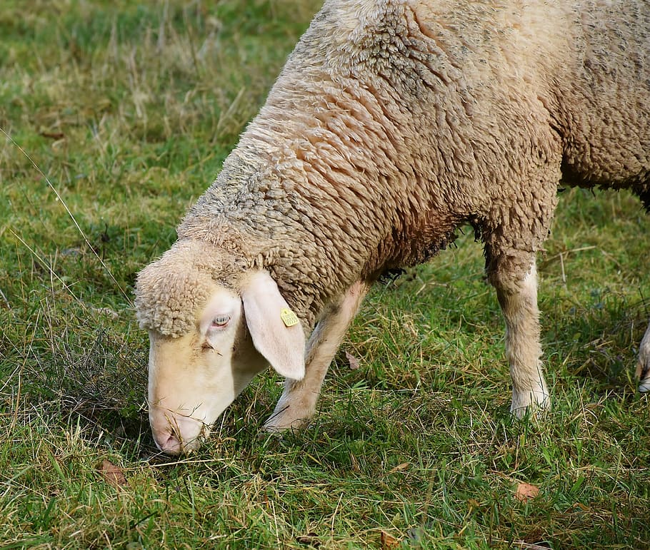photography of white sheep eating grass, animal, pet, ovis gmelini aries HD wallpaper