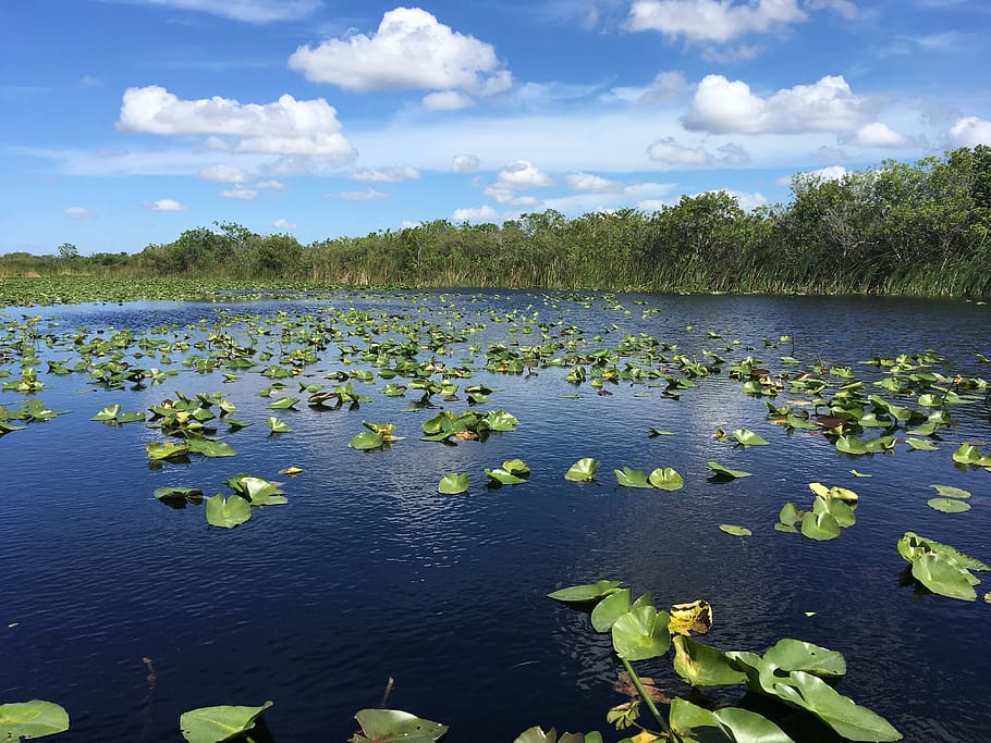everglades, florida, cypress, water, lake, plant, cloud - sky HD wallpaper