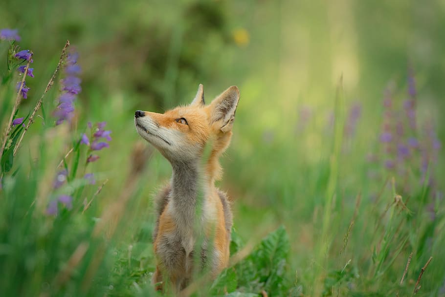 red fox standing on grass field, orange fox in grassfield during daytime
