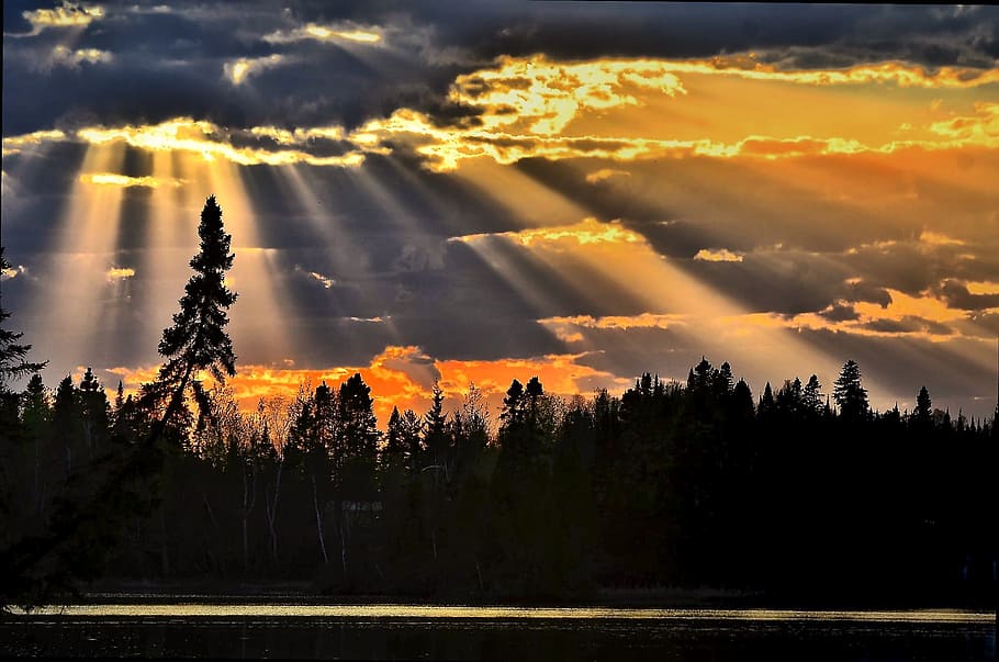 silhouette of pine trees under orange sunset, nature, landscape HD wallpaper