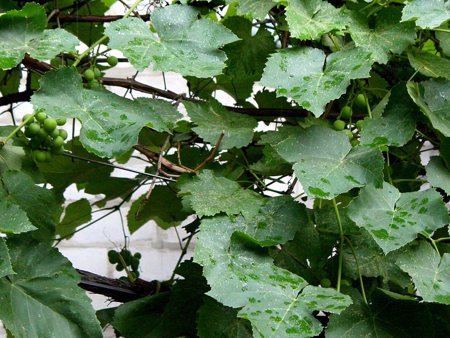 Leaf, Grapes, Autumn, Leaves, rain, drops, water, autumn leaf HD wallpaper