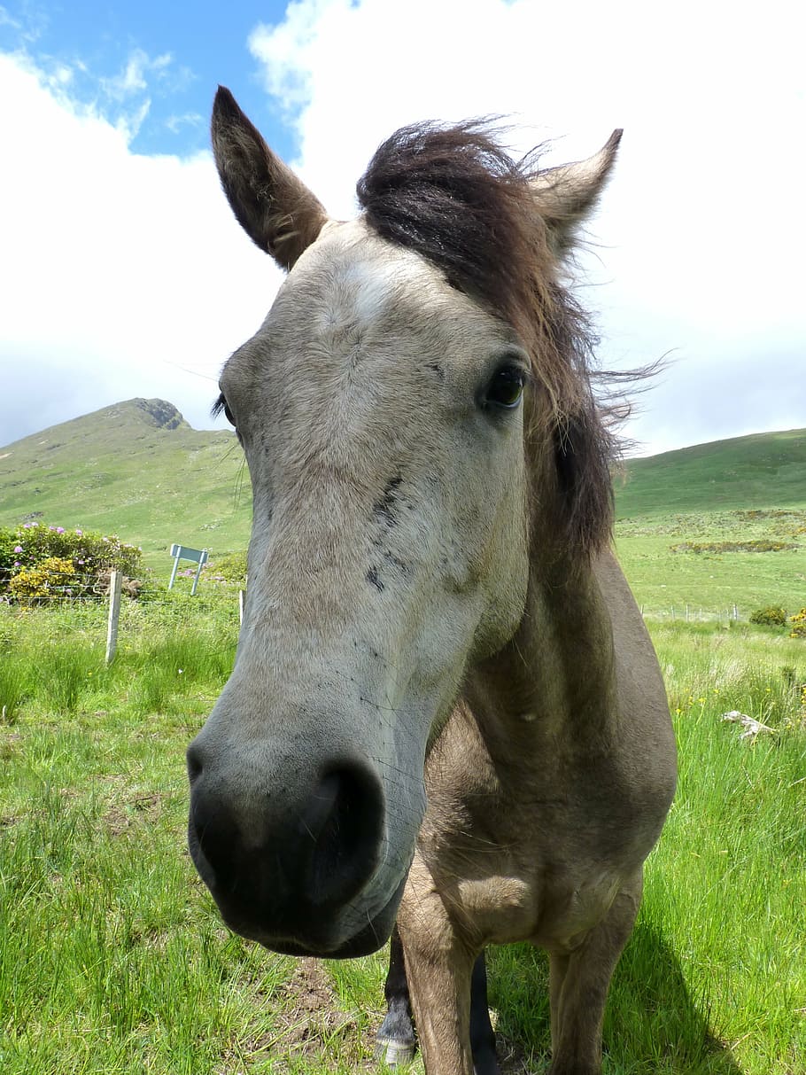 connemara pony, horse, animal, mane, horse head, curious, ireland