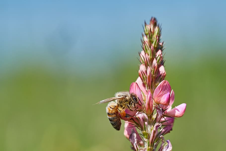 Bee, Flower, Field, Insect, summer, blossom, bloom, macro, pollen HD wallpaper