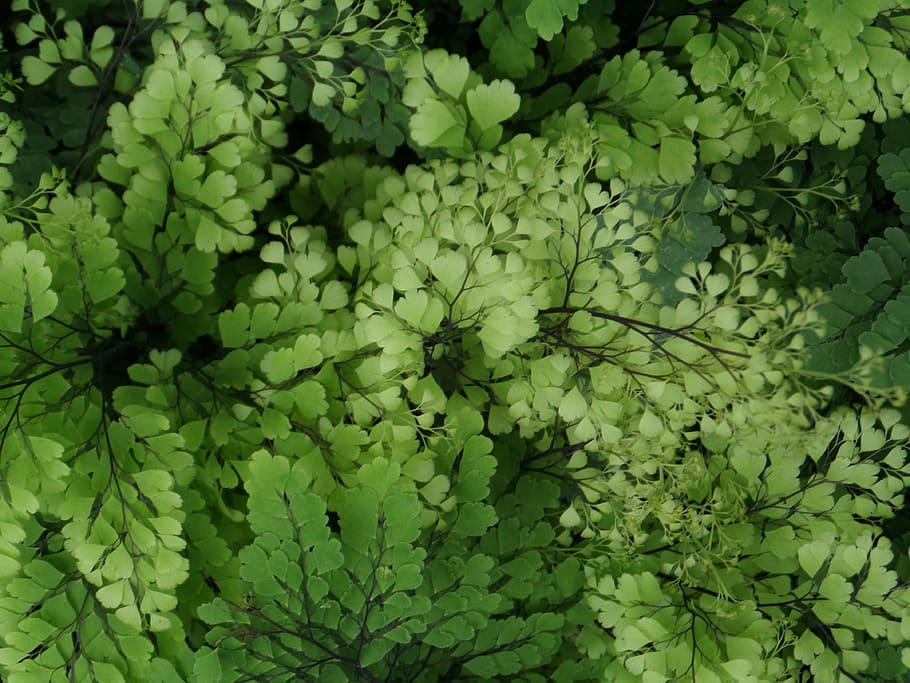 closeup photography of green leaf plants, fern, wilhelma, greenhouse, HD wallpaper