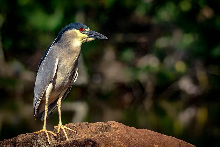 bird, punch, marsh, nature, animal themes, animal wildlife HD wallpaper