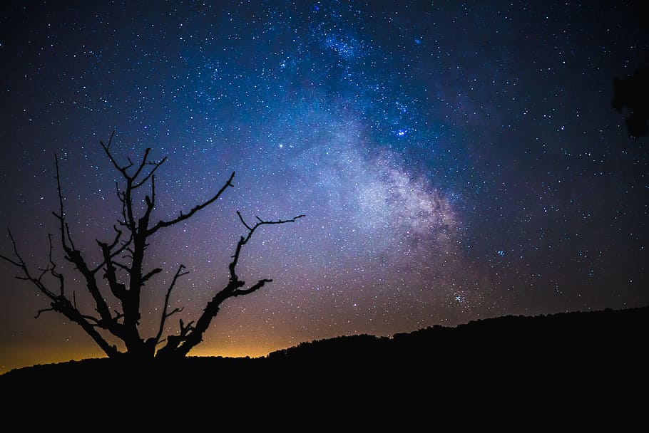 silhouette of bare tree underneath cosmos sky during night time, silhouette photo of bare tree under stars HD wallpaper