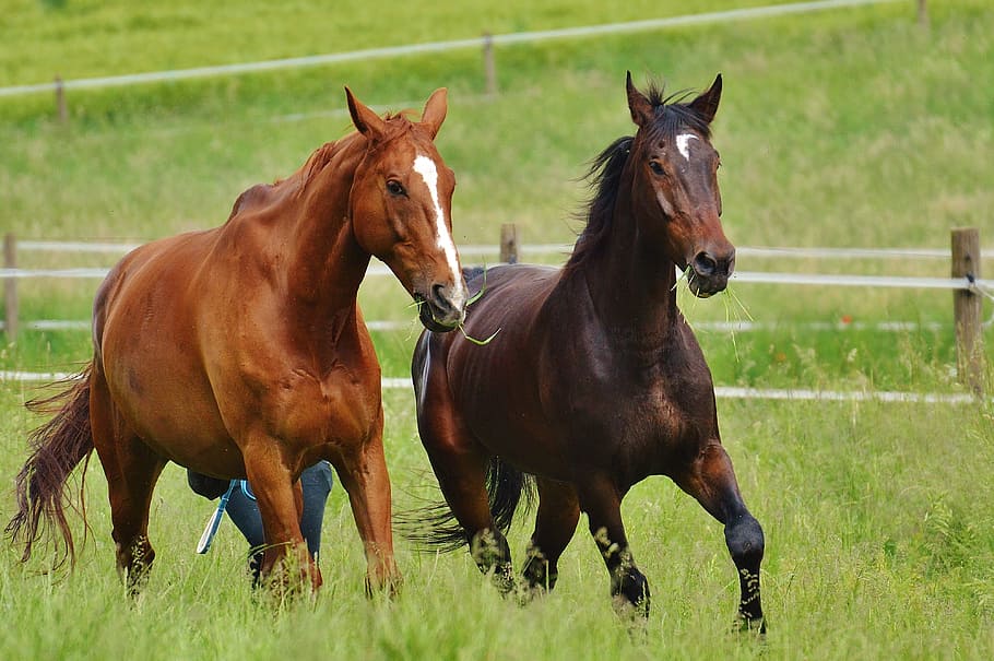 brown and brown horse, horses, for two, coupling, stallion HD wallpaper