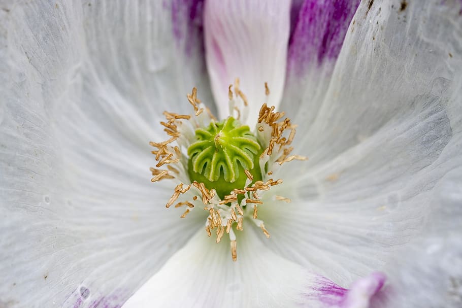 white and purple poppy flower in macro photography, abstract HD wallpaper