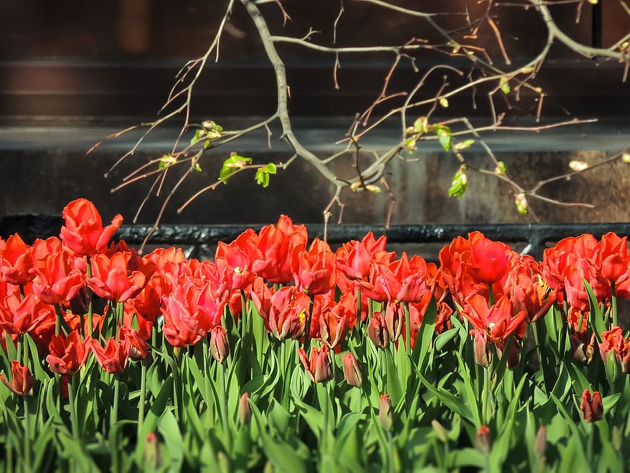 tulips, spring, flowers, nature, red, summer, spring flowers HD wallpaper