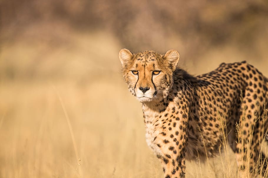 shallow focus photography of leopard, cheeta at daytime, cheetah, HD wallpaper