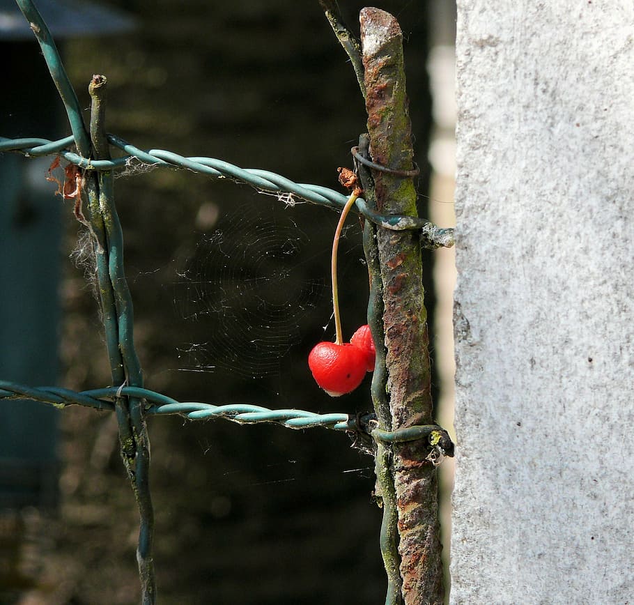 cherry, fence, red, fruit, healthy eating, food and drink, close-up HD wallpaper