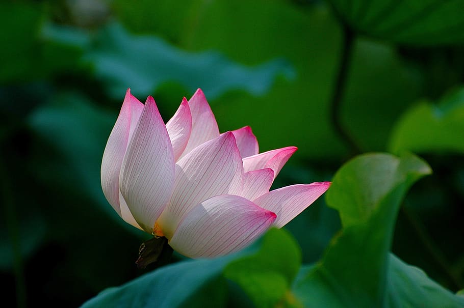 plant, flower, leaf, nature, flowering plant, freshness, petal HD wallpaper