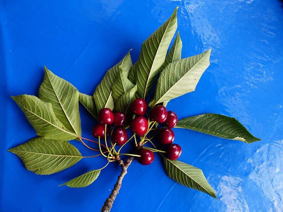 Sweet Cherry, Cherry, Red, Red, Fruit, healthy, leaves, branch, HD wallpaper