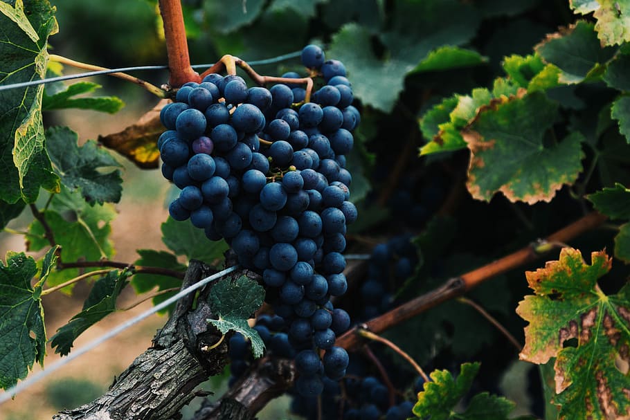shallow focus photography of bluberries, closeup photo of purple grapes, HD wallpaper