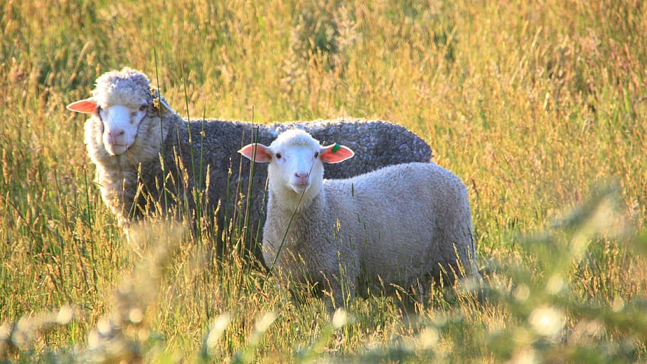 sheep, pet, prairie, mammal, animal themes, livestock, domestic animals HD wallpaper