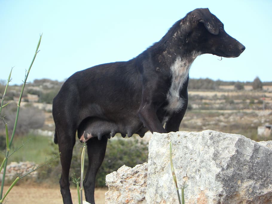 dog, guards, vigilant, waiting, watch, mindful, animal, animal themes HD wallpaper
