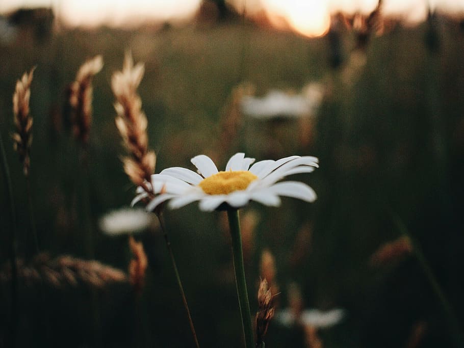 bloom, blossom, blur, close-up, color, colours, daisy, delicate HD wallpaper