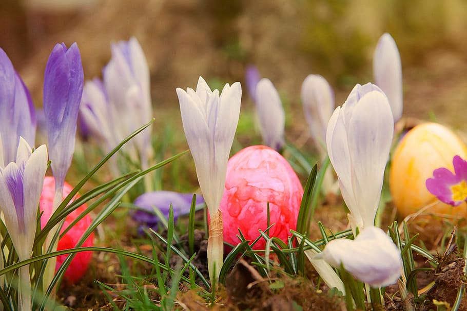 white and purple petaled flowers at daytime, easter, crocus HD wallpaper