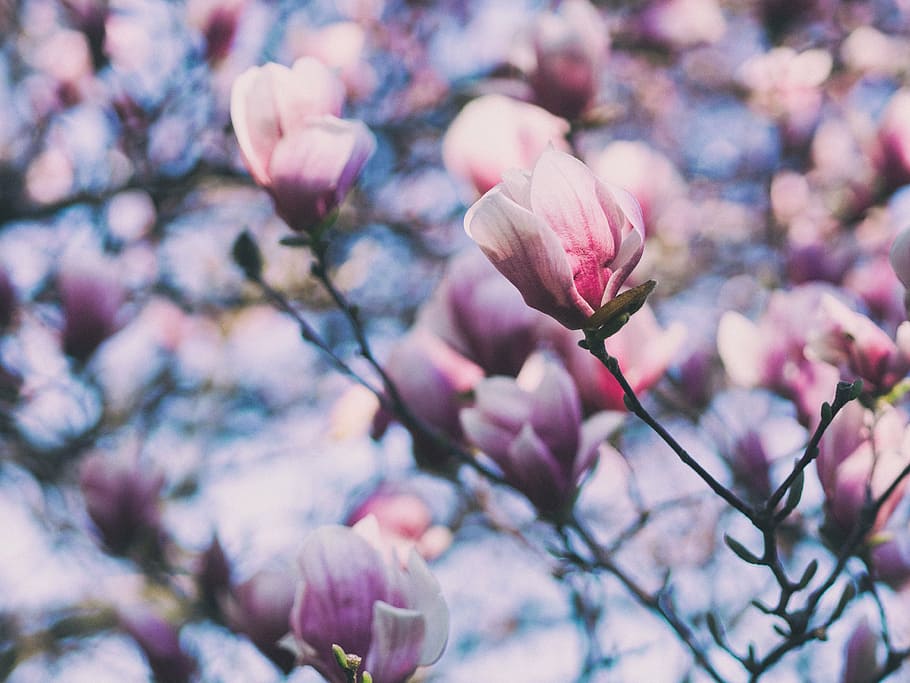 shallow focus photography of pink flowers, bloom, nature, plant HD wallpaper