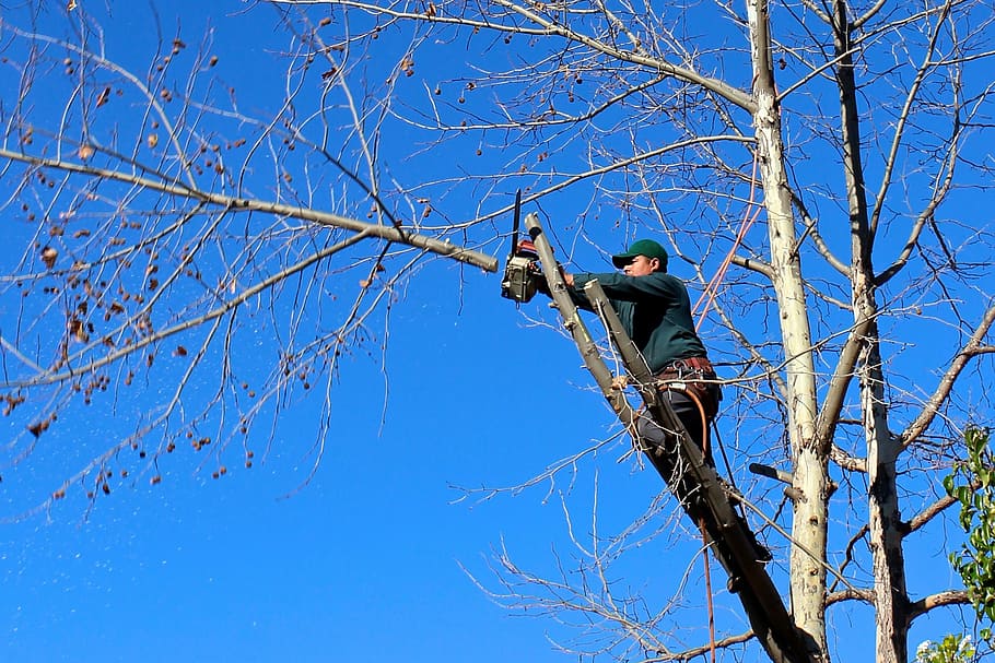 photo of man wearing blue sweatshirt cutting tree branch using orange and white chainsaw under clear blue sky, HD wallpaper