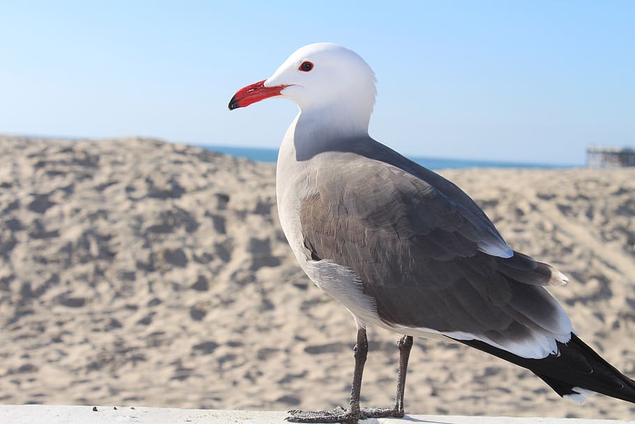 beach, bird, seagull, animal themes, vertebrate, one animal HD wallpaper