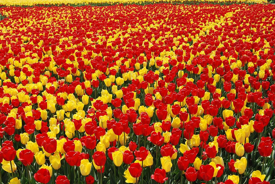 tulip, flowers, vivid, some people don't, nature, floral, color HD wallpaper
