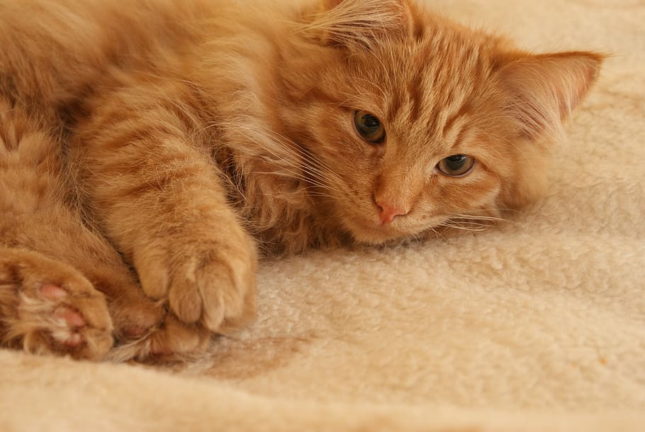 kitten, cat, animal, rudy, cat's eyes, pet, look, tomcat, fur HD wallpaper