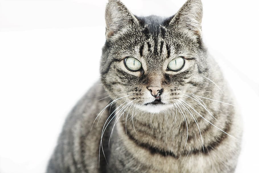 cat, striped, pet, mackerel, fur, animal, adidas, nature, head drawing HD wallpaper