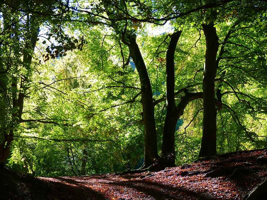 Forest, Beech, Book, Autumn, Mood, Tree, woodland, nature, tree trunk HD wallpaper