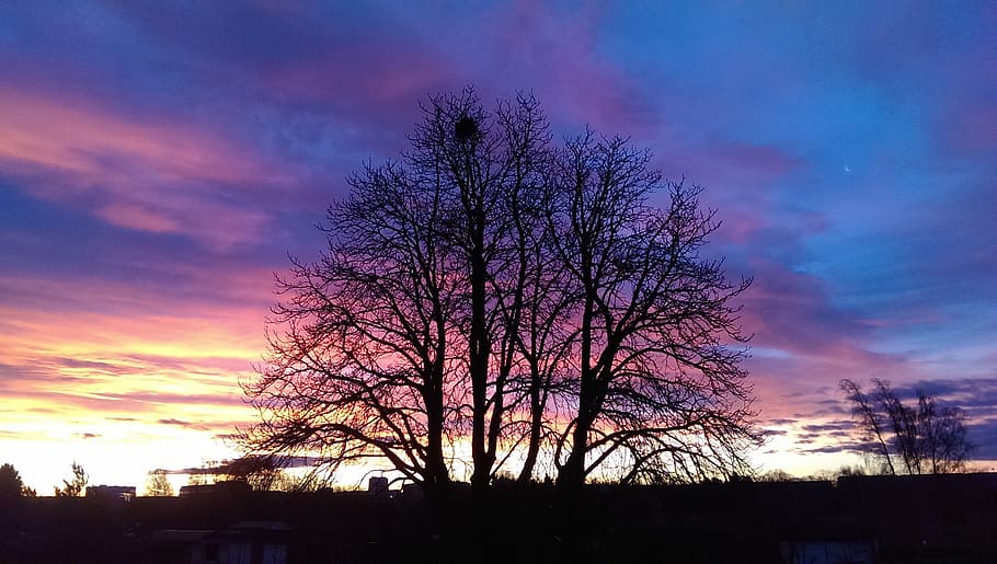 sunset, trees, natural spectacle, sky, spectacular, colorful HD wallpaper