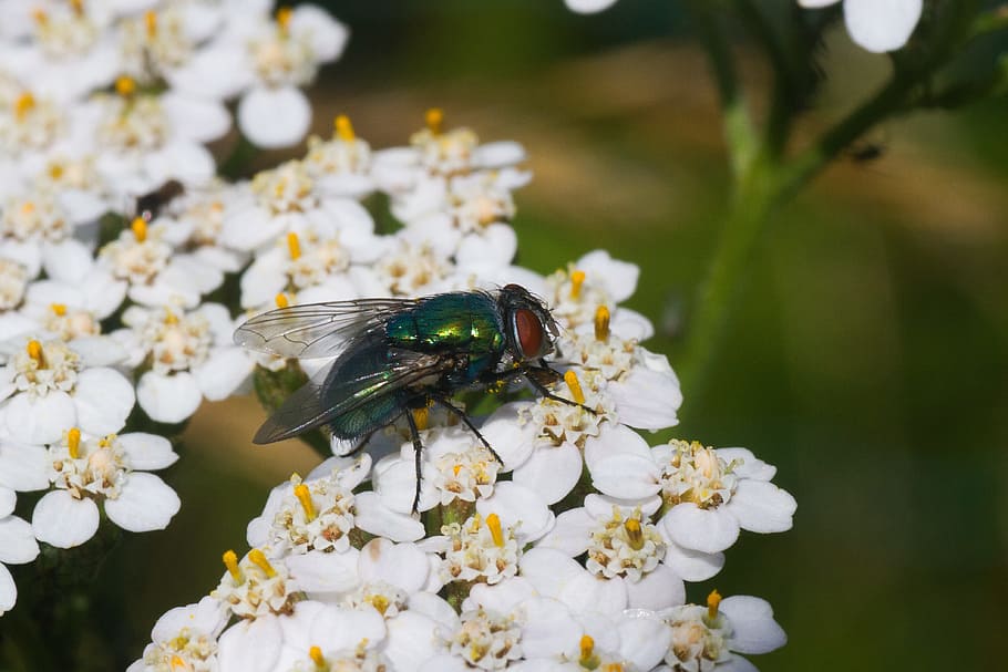 fly, insect, nature, bug, wildlife, wing, close, small, biology HD wallpaper