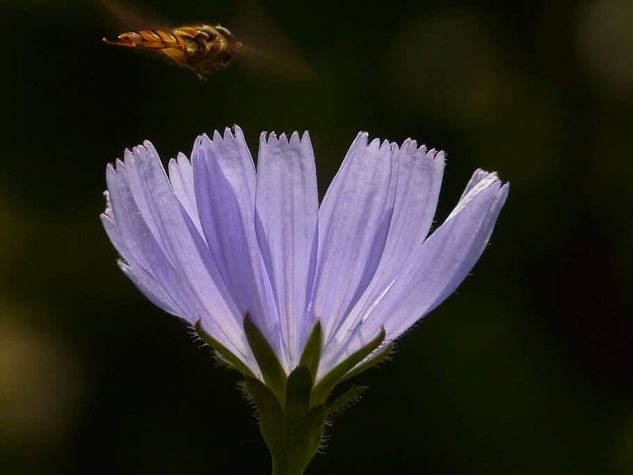common chicory, flower, hoverfly, blossom, bloom, light blue HD wallpaper