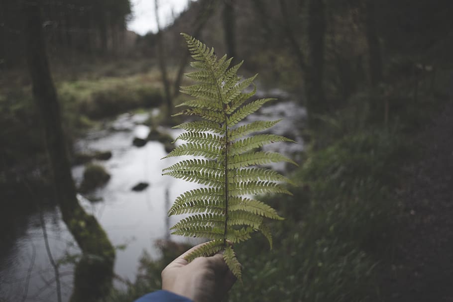 Person Holding Green Fern, blur, close-up, color, creative, dark HD wallpaper