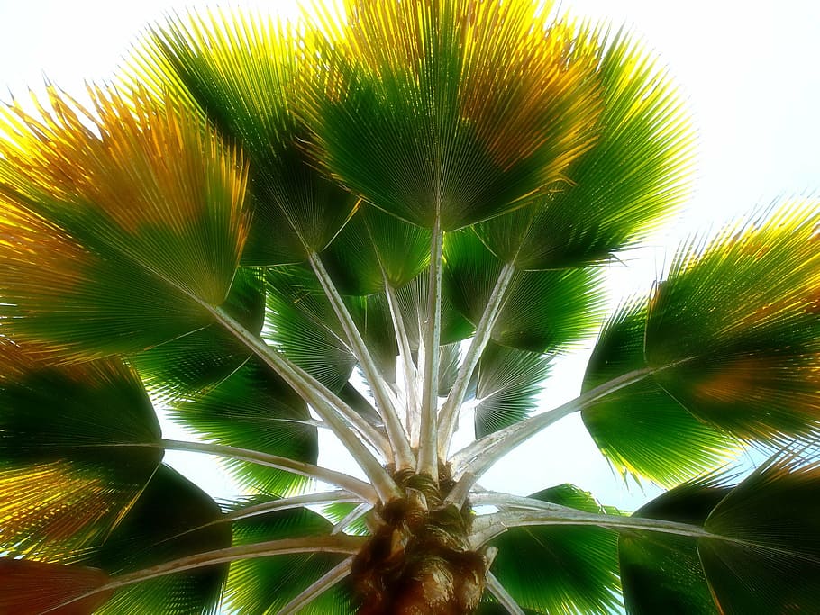 photograph of palm plant, tree, colombian, growth, close-up HD wallpaper