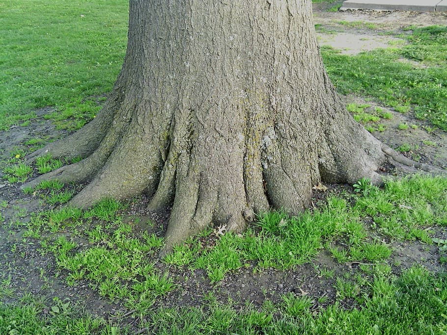 roots, solid, tree, nature, wood, growth, strength, metaphor HD wallpaper