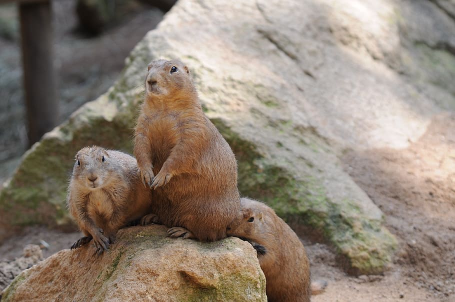 marmot, nature, animal, animal wildlife, animal themes, mammal HD wallpaper