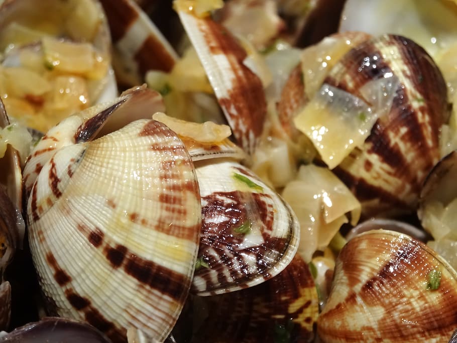 Shell, Eat, Sea, Fruit, Food, Restaurant, sea fruit, animal Shell, HD wallpaper