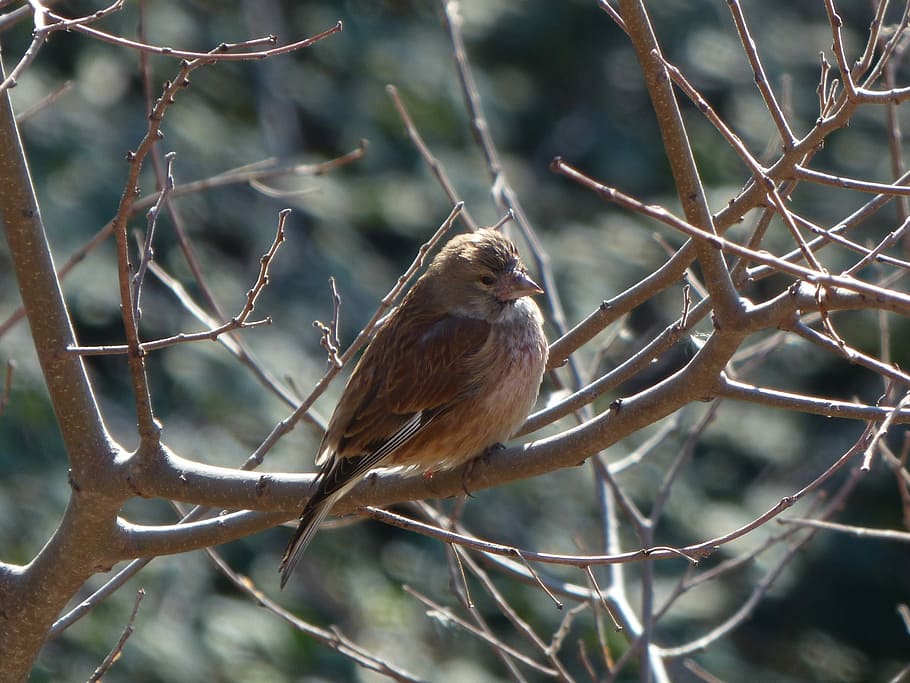 Sparrow, Winter, Branch, Cold, Bird, animal wildlife, animals in the wild HD wallpaper