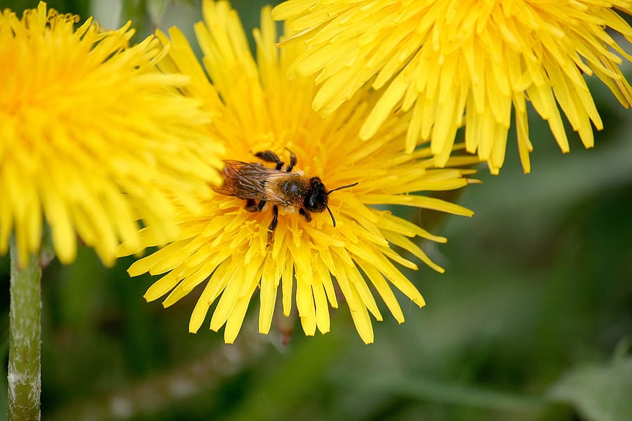 bee, nature, insect, flower, pollination, yellow, green, colors HD wallpaper