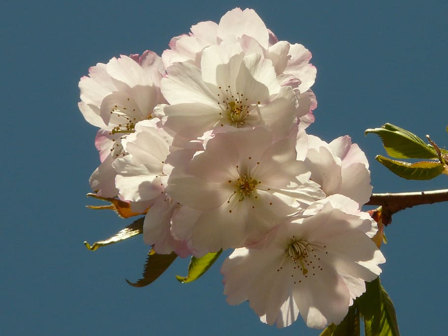 cherry blossom, bloom, tree, japanese cherry, japanese flowering cherry HD wallpaper