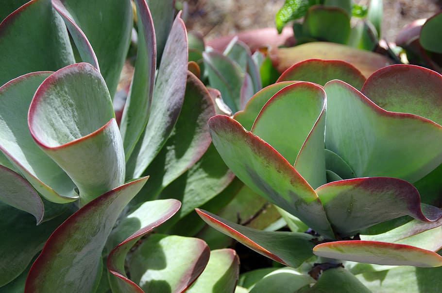 mexico, succulent, botany, vegetation, sedum, desert, leaf HD wallpaper