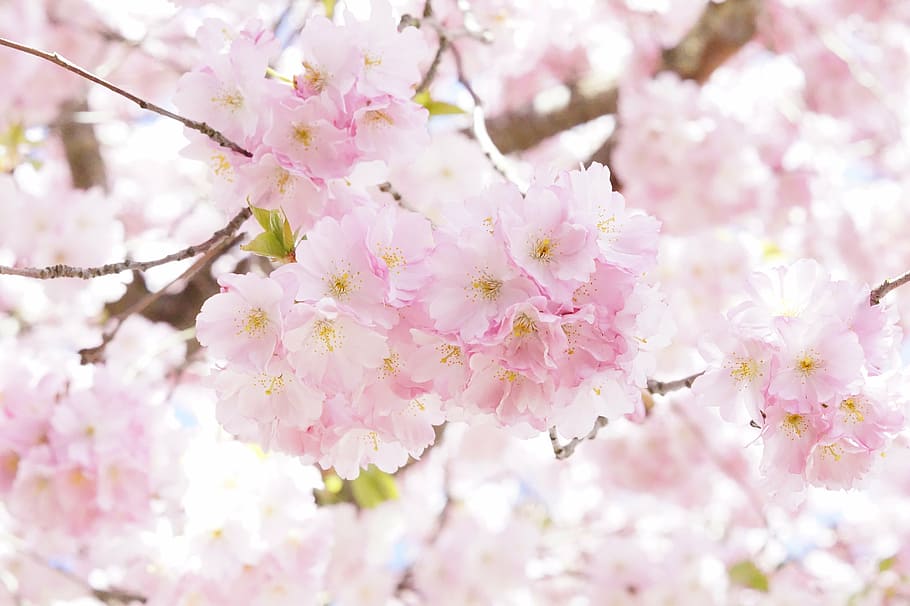 selective focus of pink cherry blossom flowers, tree, flower tree, HD wallpaper