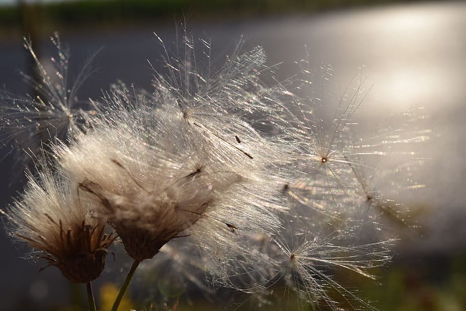 Flying, Seeds, Back Light, Wind, Sunshine, flying seeds, close HD wallpaper