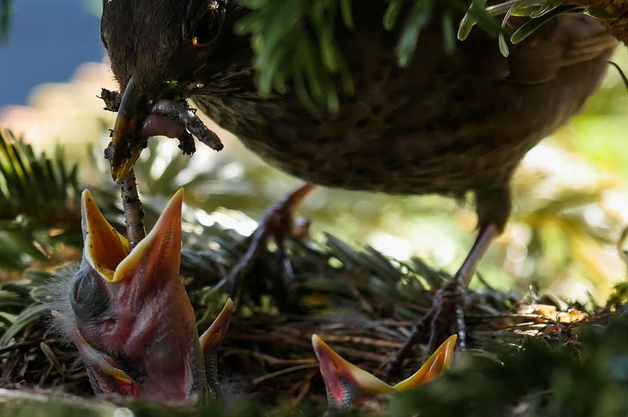 photography of warbler feeding her chicks, bird, nature, animal, HD wallpaper