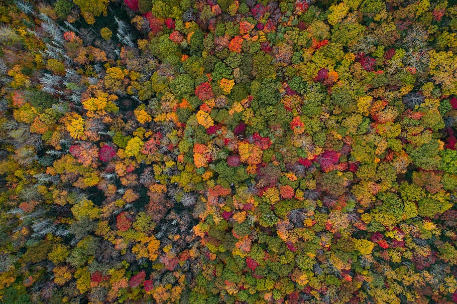 aerial photo of forest during daytime, aerial view of trees, autumn HD wallpaper