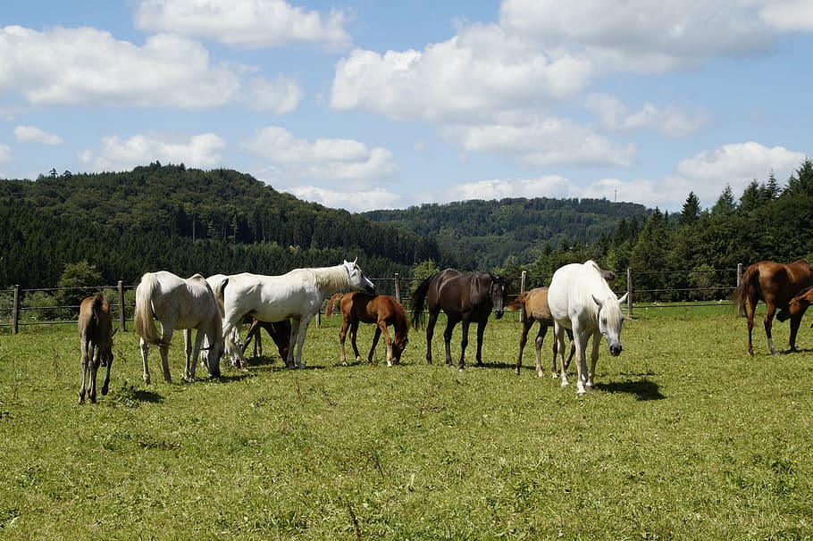 assorted-color horses on green grass field during daytime, mares HD wallpaper