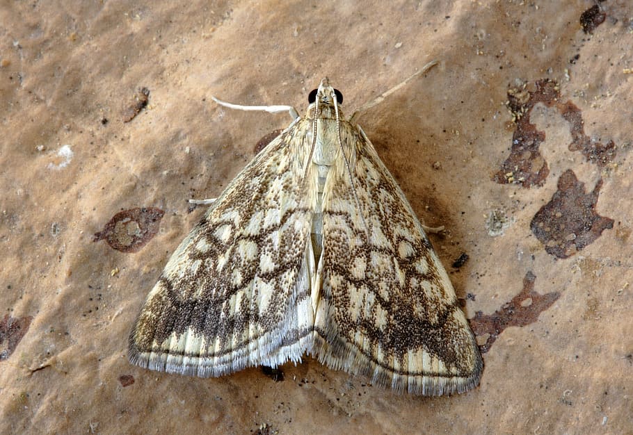moth, pyralid, insect, nature, lepidoptera, wings, macro, pyralidae HD wallpaper