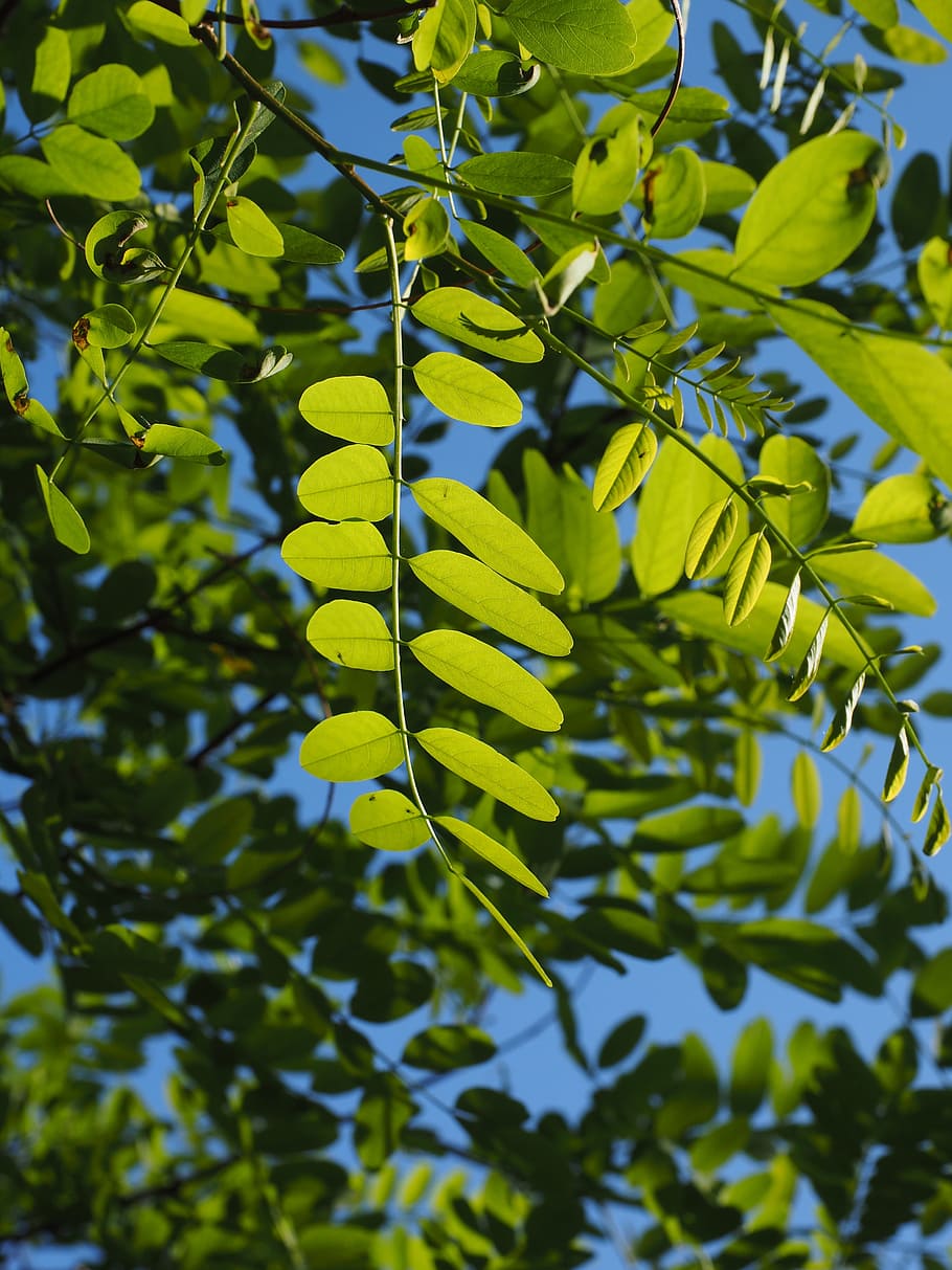 leaves, green, tree, shine through, shades of green, light, HD wallpaper